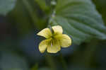 Downy yellow violet